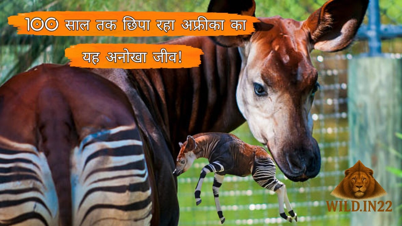 Okapi Animal Facts: 100 साल तक छिपा रहा अफ्रीका का यह अनोखा जीव! | Ocapi Animal Hindi Documentary