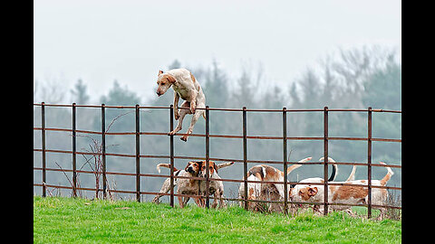How Animals Get Over a Fence (With Emojis)