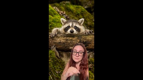 I wonder what he told his friends #raccoons #raccoon #news #funny #drinkresponsibly