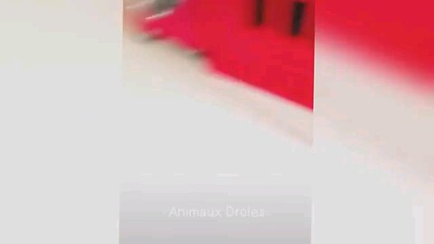 Funniest animal videos 🤣