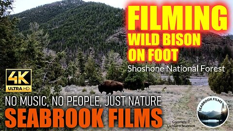 Filming Wild Bison On Foot: Shoshone National Forest