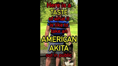 What is it like to be out in public with an American Akita?