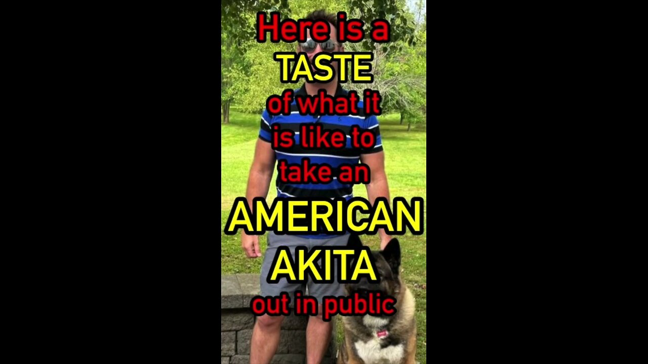What is it like to be out in public with an American Akita?