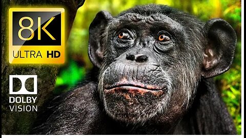 WILD ANIMALS in Nature 8K ULTRA HD Birds, Ocean & Jungle Documentary 4K
