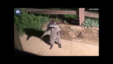 Legendary Raccoon Freeze