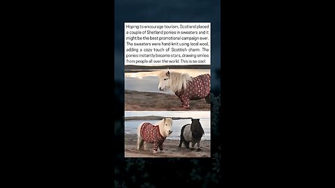 The Ponies In Sweaters