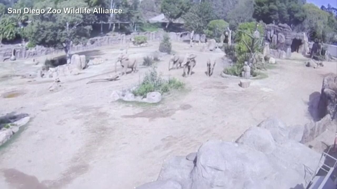 Elephants in San Diego Zoo react during earthquake
