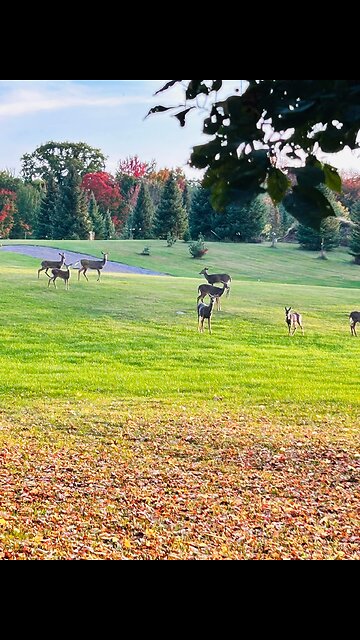 When leaves changes their colors