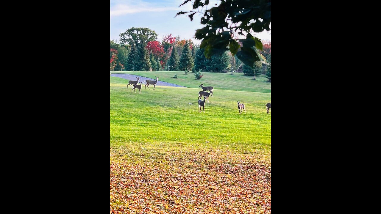 When leaves changes their colors