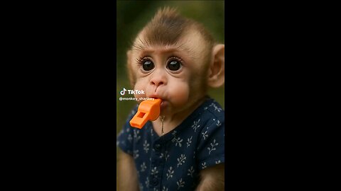 Funny animals #shorts #cats #animal #cute #funny #video #music #cat #dog #love #films #comedy #2025