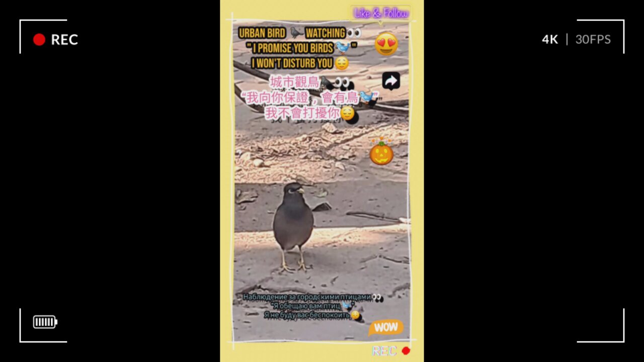 Immerse yourself in the enchanting melodies that dance through nature’s embrace. #Viral #Trending