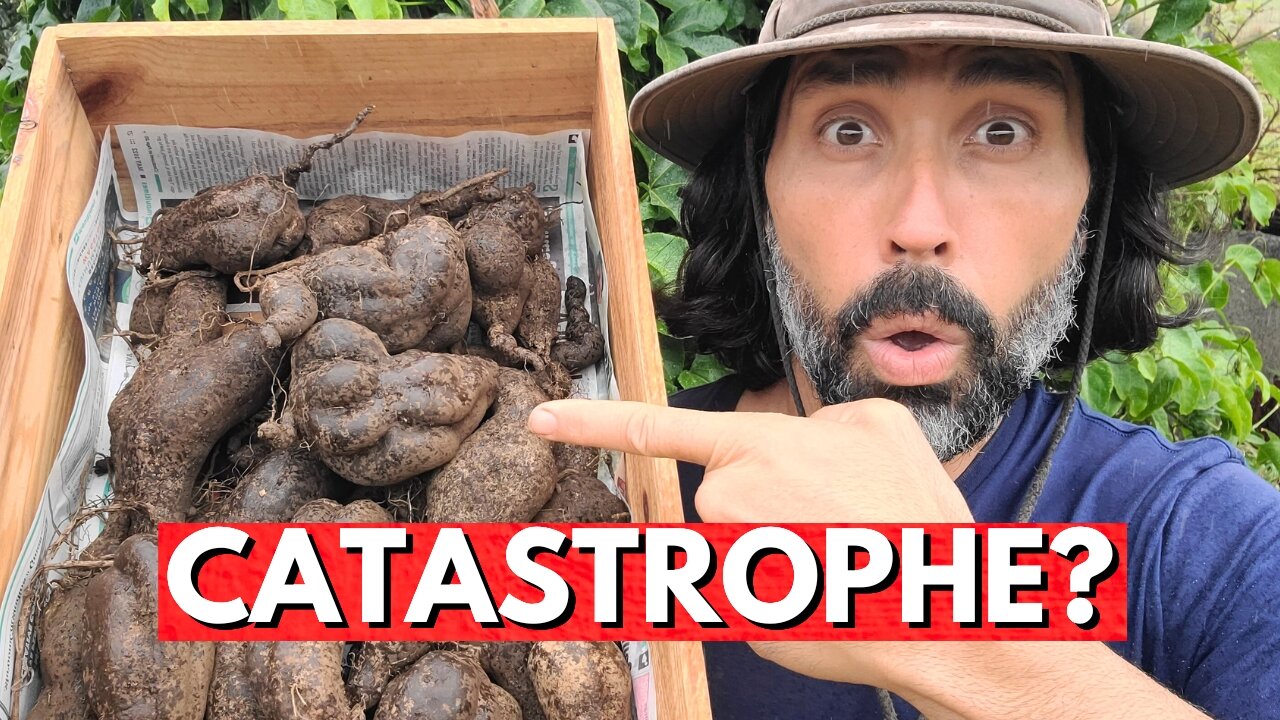 My Sweet Potatoes Were DOOMED To Fail! Until This ONE Soil Secret Changed Everything