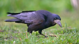 The Rook is in the Park or Rather the Rooks are in the Park