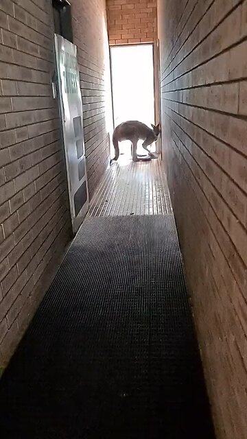 Kangaroo looking creepy in Australia 🇦🇺