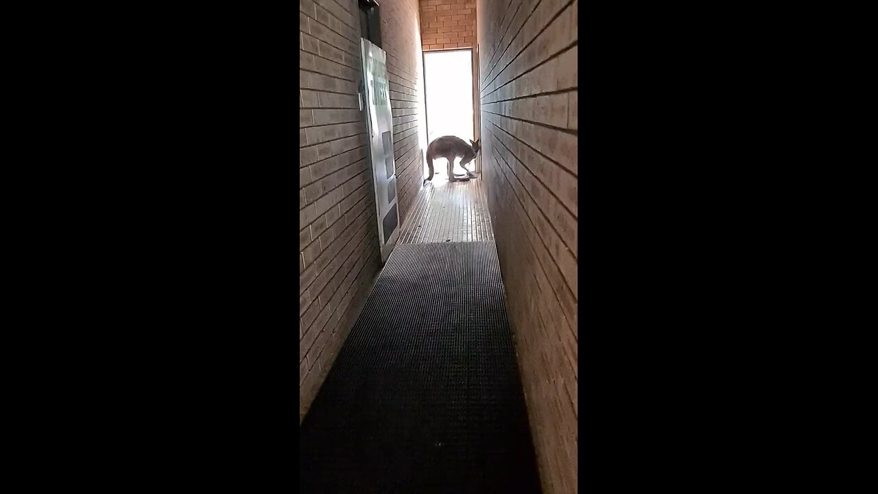 Kangaroo looking creepy in Australia 🇦🇺