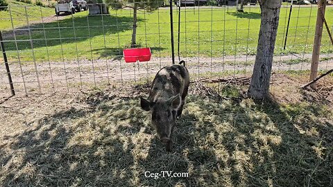 Graham Family Farm NW: 9:40 AM June 26 2025