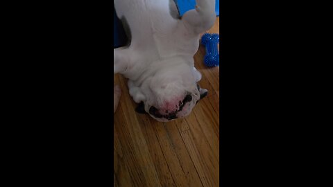 English Bulldog tantrum