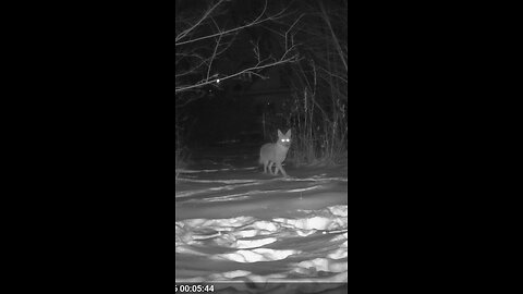 Deer Cam Photos Of Coyote, Deer Taken After Southern Illinois Snow Storm Jan 2026 Trail Cam