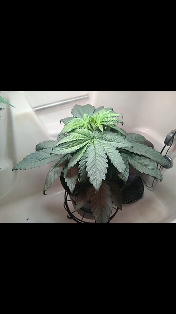 Fruity pebbles week 4 day 2