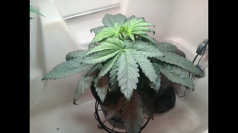 Fruity pebbles week 4 day 2