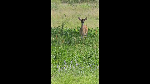 Whitetail doe deer