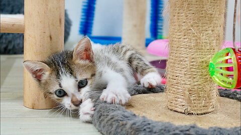 The Baby Kitten Was So Happy Today-She Like To play and Relaxing With her New Toy