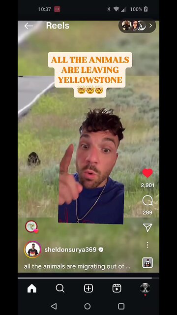 The Animals Are Leaving Yellowstone