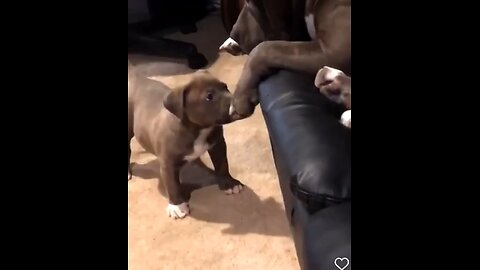Adorable lil bro🥰😍#qutepuppy