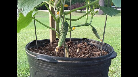 Cucumbers Are Forming 5/15//25