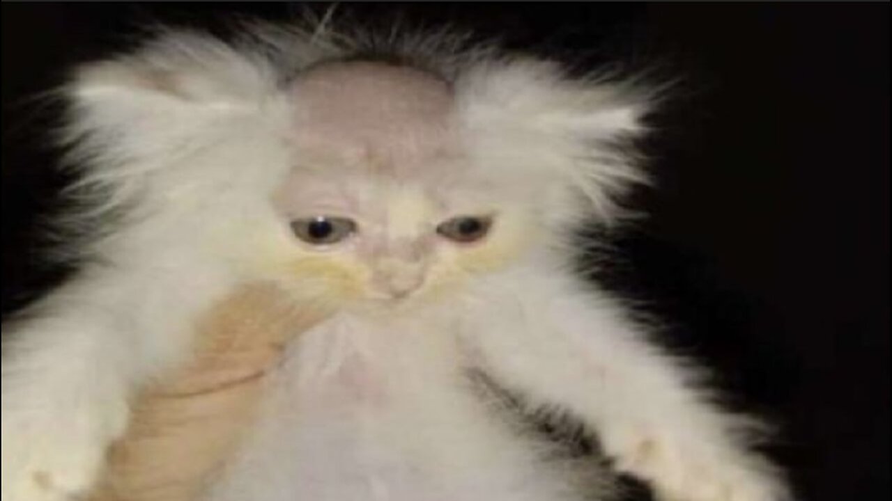 memes but if you laugh you restart