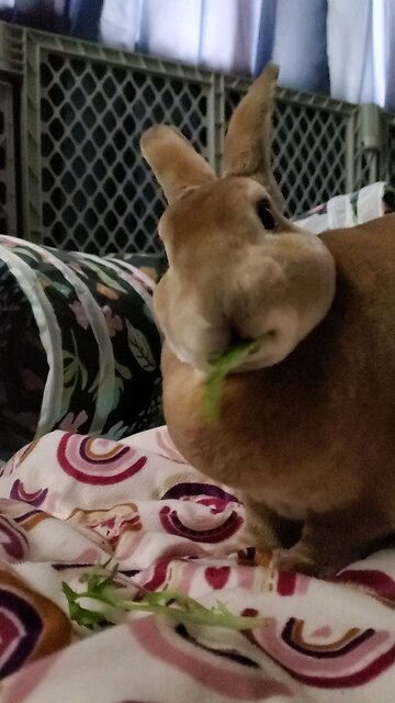 Dinner with the buns