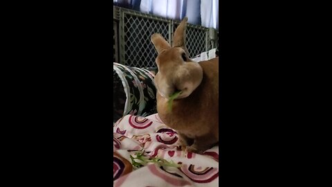 Dinner with the buns