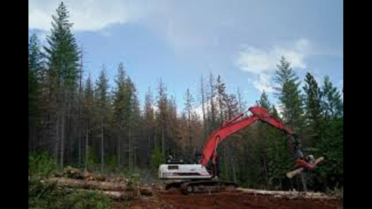 Trump Admin Rolls Back Forest Protections to Ramp up Logging