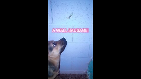 A wall sausage!