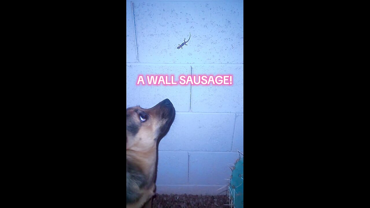 A wall sausage!