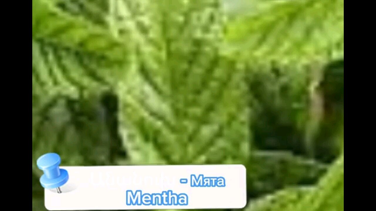 Անանուխի օգտակարությունը/ The benefits of mint