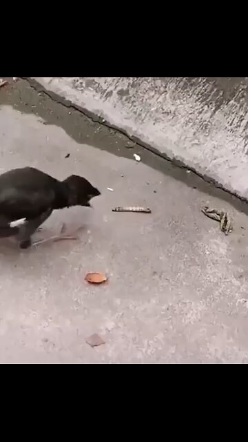 😍😍😘🔥 😍💦 FUNNY Animals and pet's💕😘 😘🔥 💕😘 😍💦 💦