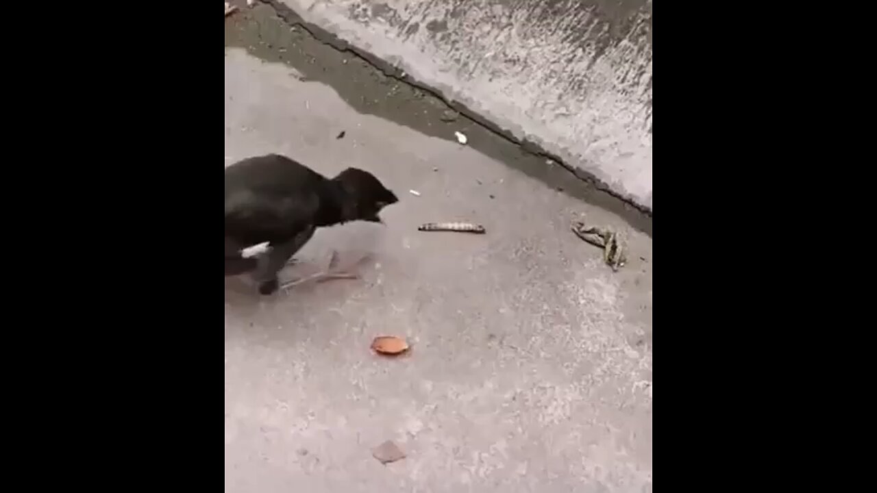 😍😍😘🔥 😍💦 FUNNY Animals and pet's💕😘 😘🔥 💕😘 😍💦 💦