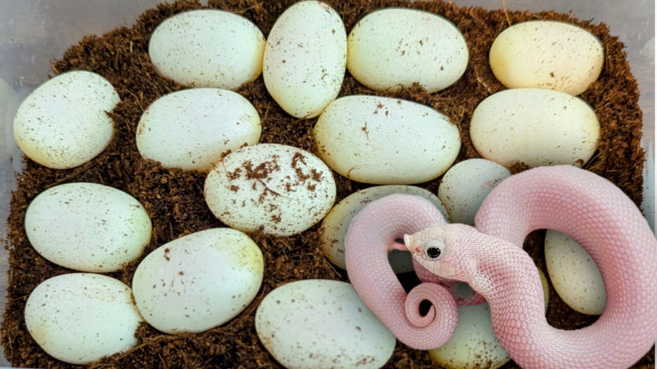 More Hognose Eggs: Hoping to hatch a leucistic hognose