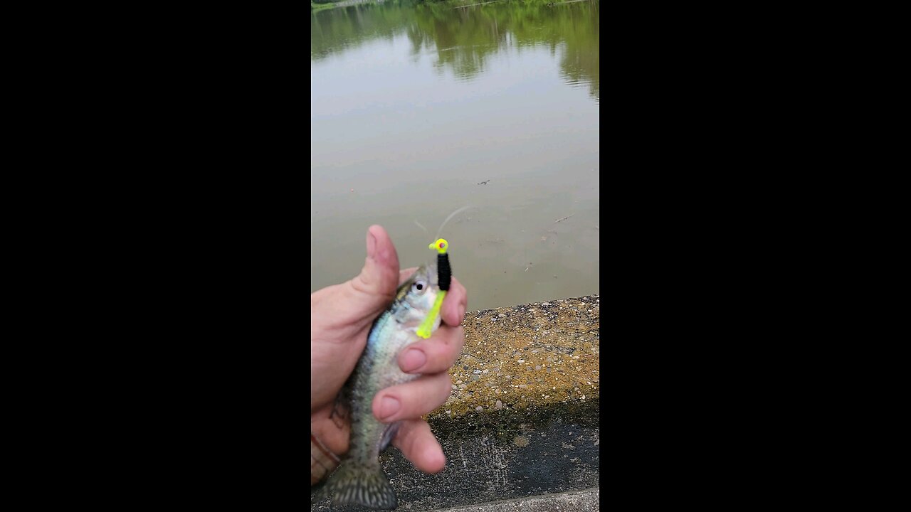 Bait Buster
