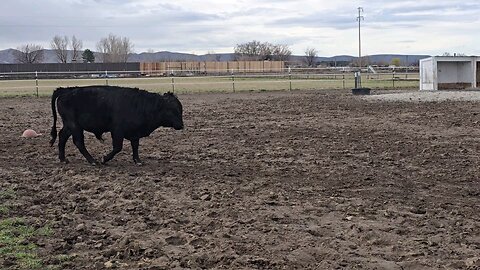 Shadow : 2024 bull calf at 12.5 months