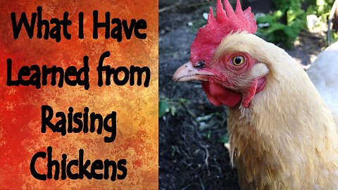 Why I Have Chickens and What I Have Learned