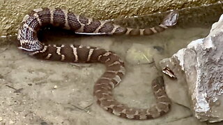 Snake Going for a Swim