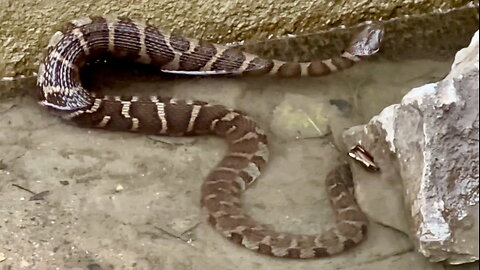 Snake Going for a Swim