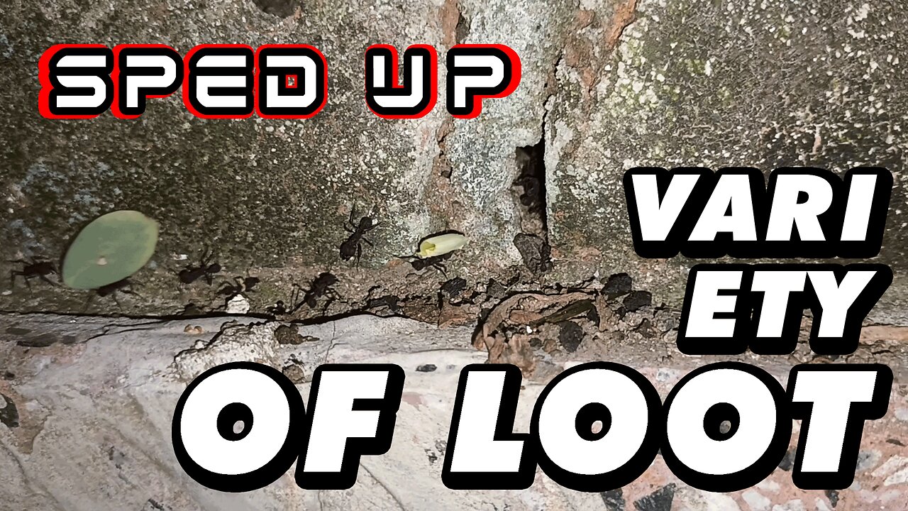 ASMR | The ants take their supplies to their brick fortress - Sped up