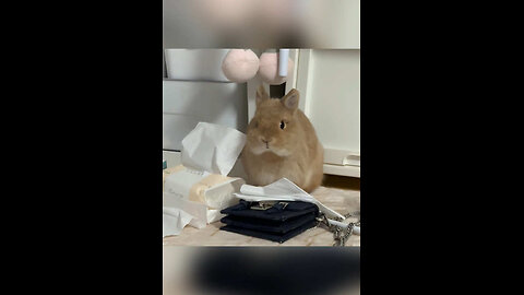 Rabbit core