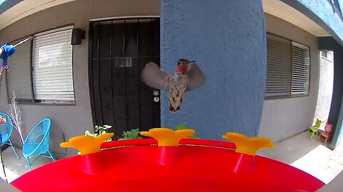 Male hummingbird