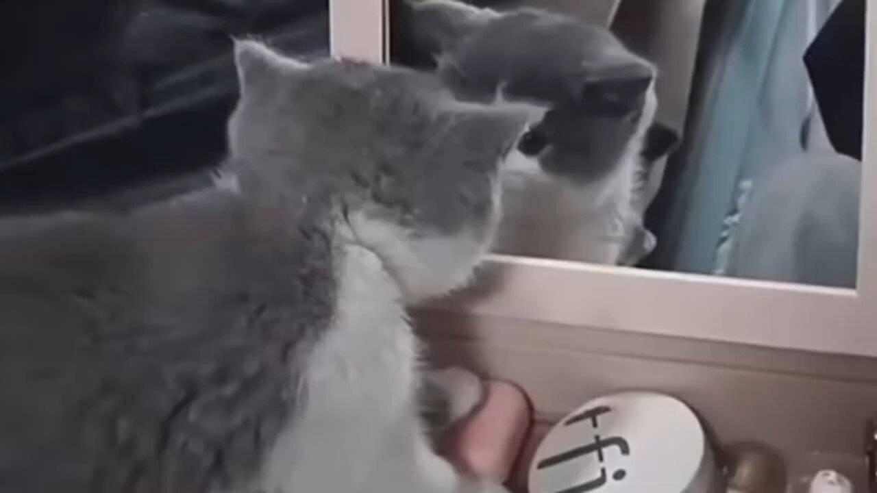 lol funny animal