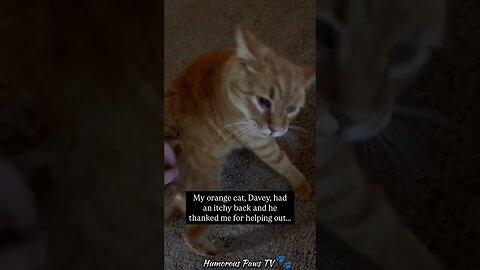 Who Knew Animals Could BeThis Hilarious?