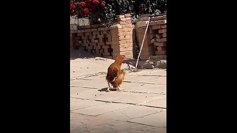 funny 🐓 🤣 talk chicken, funny videos 2025